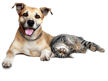 Accesorios para perros y gatos